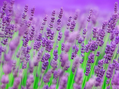 bentuk-bunga-lavender.png